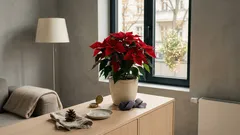Weihnachtsstern richtig platzieren: Was Licht, Zugluft und ein Feng-Shui-Tipp verändern können